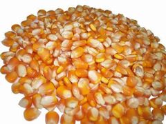 Indian Yellow Maize – Bulk Export Supply - Image 3