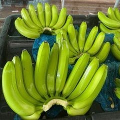 Cavendish Banana – product photo 2, product detail gallery