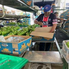 High Grade Fresh Cavendish Banana Bulk Export Fresh Crop For Wholesale Distributors And Importers - Image 2