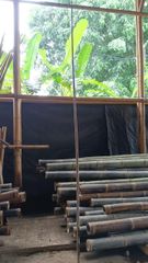 Bambu Lidi - Image 2