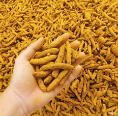 Dried Turmeric Finger (double polished) Moisture Content Low Aroma Distinctive, Sharp, Aromatic Primary Use Raw Material For Spices - Image 1