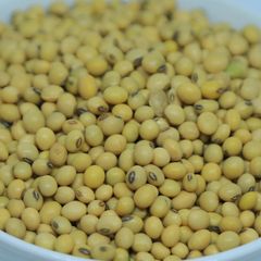 2024 Harvest Ethiopian Soya Beans - 14% Max Moisture, Grade 1 Quality, Bulk Quantity Available – product photo 1, product detail gallery