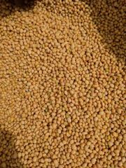 Process cashew, raw cashew, soyabeans, cocoa beans, sesame seed, cassava chips and more - Image 1