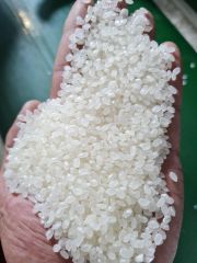 Japonica Rice - Image 3