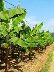 Plantains - Image 9