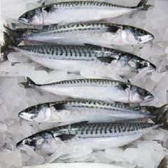 Fresh horse mackerel fish - Image 2