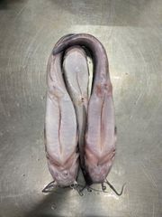 Walking catfish Packaging Unit 1 Kg/bags Glazing Percentage 10-30% Net Weight Percentage 90-70% Minimum Order Quantity 1 * 20 Feet - Image 2