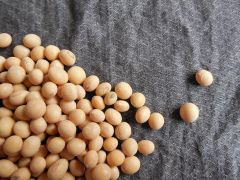 High Protein Soybeans Natural Beans For Food Production Buy Fast Delivery High Nutrition And Rich Protein Buy Fast Delivery Premium Quality Wholesale Naturally Ideal For Processing - Image 3