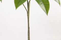 Umbrella Tree New Style Ecofriendly Artificial Plant - Image 4