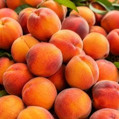 Fresh Stone Fruits, Nectarines, Peaches, Apricots and Plums for Sale!! Class 1 export quality Stones fruits for export – product photo 1, product detail gallery