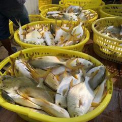 Frozen Golden Pompano Fish Pomfret Supplier Origin China Resource Wild Model NO. 0304 Certification HACCP Shelf Life >12 - Image 1
