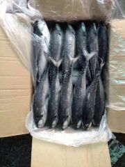 Whole Round Frozen Seafood Hardtail Scad Fish MOQ 28 Mt Origin China Model NO. H-B Original China Shelf Life 1 Year HS Code - Image 6