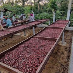 Arabic coffee Beans screen 16 to 18 – product photo 2, product detail gallery