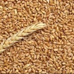 Organic First Grade Wheat Seeds in 50 Kg Bag Natural Wholegrain - Image 2