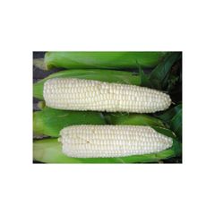 Premium-grade white maize perfect for food processing and supply - Image 2