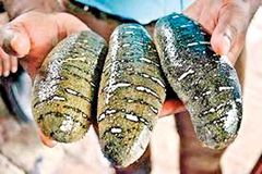 Dried sea cucumber – product photo 1, product detail gallery