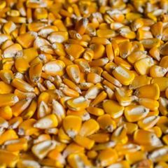 Corn - Image 1