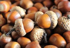 Premium Acorns Fresh Whole Seeds Natural Forest Harvest Rich In Fiber And Nutrients Traditional Food Ingredient Ideal For Animal Feed Craft And Processing Use Buy Now Fast Delivery Premium Quality Wholesale - Image 2