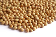 Indian Soybeans - Image 1