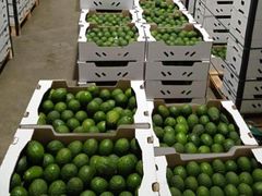 Farm Fresh Avocado Ripe Green Fruit With Smooth Texture And Delicious Flavor For Healthy Eating And Kitchen Preparation - Image 4
