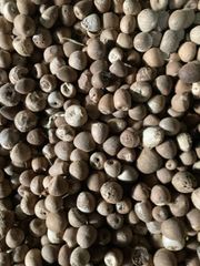 Arica nut – product photo 1, product detail gallery