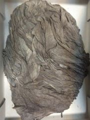 OMASUM SALTED - Image 3