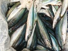 Frozen Sardine - Image 2