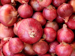 onion - Image 1