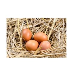 Fresh Brown and White Shell Chicken Eggs - Image 5