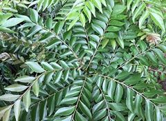Curry Leaves - Image 1