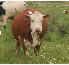 Cheap Pregnant Holstein Heifers Cow/ Healthy Pregnant Holstein Heifers Cattle At Affordable Prices. Holstein Friesian Livestock - Image 4