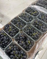 Fresh Midnight Beauty Sugra 13 Seedless Grapes for sale!! Class 1 export quality black seedless grapes for export – product photo 4, product detail gallery