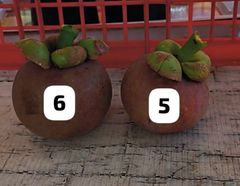 Fresh Fruits - Image 1