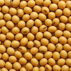 Brazilian Soybeans - Image 1