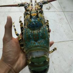Fresh Live Lobsters - Image 2