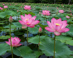 Lotus – product photo 1, product detail gallery