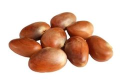 Jackfruit Seeds – Nutritious, Protein-Rich Superfood | Natural Snack & Flour for Export – product photo 6, product detail gallery