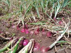 Red onions from Kenya – product photo 1, product detail gallery