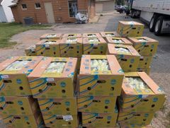 Plantains - Image 2