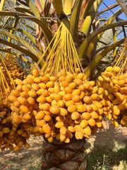 Fresh Barhi dates -Premium Qality From Egypt - Image 3