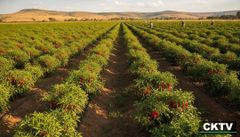 RED DRY CHILI - Image 1