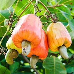 We are suppliers of premium grade cashew nuts all grade  – product photo 2, product detail gallery