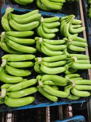 Fresh Green Cavendish Banana – Vietnam Export Quality Supplier - Image 1