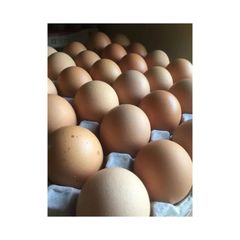 Fresh Brown and White Shell Chicken Eggs - Image 3