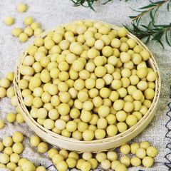 Bulk Yellow Soybeans, Premium New Crop Non-GMO Soybean for Cooking, Sprouting & Food Processing Soybean Seed - Image 3