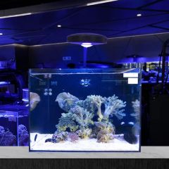Smart Colorful Coral LED Lamp Aquarium Marine Reef Light Origin China Model NO. Q4 IP Rating IP44 Certification CE Specification - Image 3