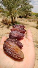 Medjool dates high quality – product photo 2, product detail gallery