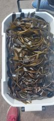 Macrocystis Dried seaweed Brown from peru - Image 5