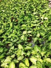 Syngonium Podophyllum Indoor Plants - Image 6