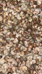 raw cashew nut – product photo 1, product detail gallery